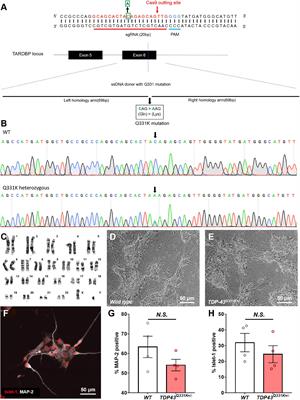 Human Induced Pluripotent Stem Cell-Derived TDP-43 Mutant Neurons Exhibit Consistent Functional Phenotypes Across Multiple Gene Edited Lines Despite Transcriptomic and Splicing Discrepancies